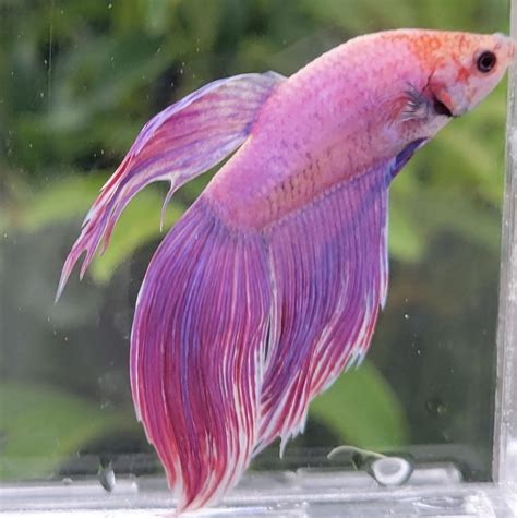 buy live betta fish online|Betta Fish for Sale: Betta Splendens (Siamese Fighting Fish).
